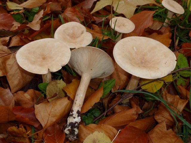 Infundibulicybe geotropa, Mönchskopf